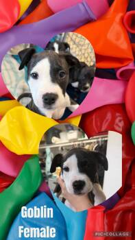Pit Bull Terrier Dogs Available for Adoption - Goblin  | PetCurious