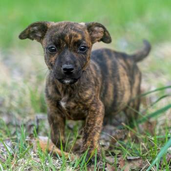 Sepia -  Terrier and Chihuahua Dog for Adoption in Wake Forest, North Carolina - Sepia | PetCurious