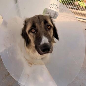 Mixed Breed Dogs Available for Adoption in Davenport, Iowa - Xena | PetCurious