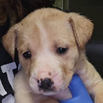 Mixed Breed Dogs Available for Adoption in Columbus, Georgia - Havoc | PetCurious