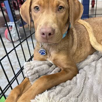 Rescue Labrador Retriever Dogs for Adoption in Mount Pleasant, South Carolina - Cranberry | PetCurious