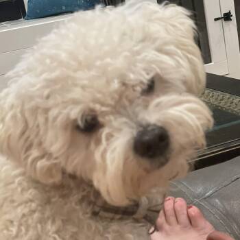 Rescue Maltipoo Dogs for Adoption in Royse City, Texas - Winston | PetCurious