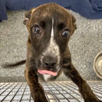 Mixed Breed Dogs Available for Adoption in Allentown, Pennsylvania - Carson | PetCurious