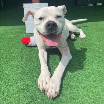 Sugar -  Boxer and Pit Bull Terrier Dog for Adoption in Roanoke, Virginia - Sugar | PetCurious