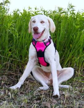 Mountain Litter - Ozarks -  Great Pyrenees and Labrador Retriever Dog for Adoption in Savage, Minnesota - Mountain Litter - Ozarks | PetCurious