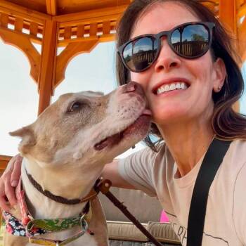 Bentley Bizmuth -  Pit Bull Terrier Dog for Adoption in Ramona, California - Bentley Bizmuth | PetCurious