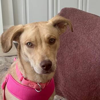Yellow Labrador Retriever and Mixed Breed Dogs Available for Adoption - ALPHARETTA - Juliet | PetCurious