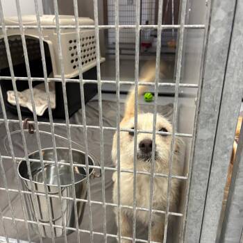 Romaine -  Wirehaired Terrier and Mixed Breed Dog for Adoption in Incline Village, Nevada - Romaine | PetCurious