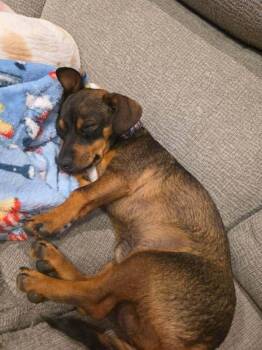 Woody -  Chihuahua and Dachshund Dog for Adoption in Boulder, Colorado - Woody | PetCurious