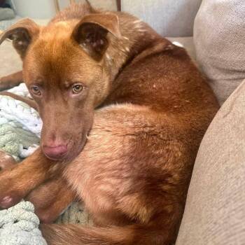 Harold -  Mixed Breed and None Dog for Adoption in Buffalo, Minnesota - Harold | PetCurious