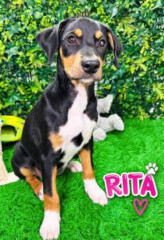 Rita -  Catahoula Leopard Dog and Hound Dog for Adoption in Lucas, Texas - Rita | PetCurious
