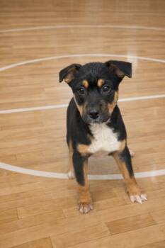 Mixed Breed Dogs Available for Adoption - Swish | PetCurious