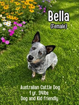 Bella -  Australian Cattle Dog Blue Heeler Dog for Adoption in Lancaster, Kentucky - Bella | PetCurious