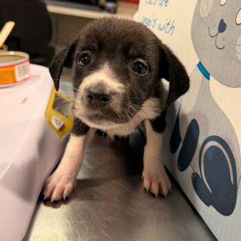 Jessica -  Australian Cattle Dog Blue Heeler and Labrador Retriever Dog for Adoption in Tampa, Florida - Jessica | PetCurious