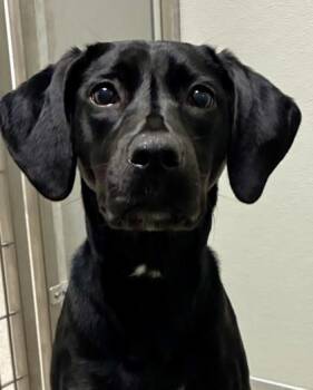 Perch -  Labrador Retriever and Mixed Breed Dog for Adoption in Mason, Michigan - Perch | PetCurious