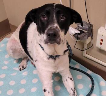 Australian Cattle Dog Blue Heeler Dogs Available for Adoption in Troutdale, Oregon - Nelson (mcas) | PetCurious