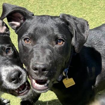Thatcher - Butler Campus -  Mixed Breed Dog for Adoption in Flagstaff, Arizona - Thatcher - Butler Campus | PetCurious