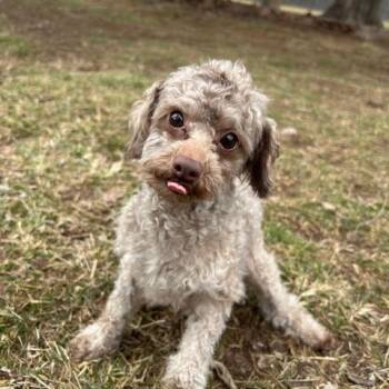 Poodle Dogs Available for Adoption - Peewee | PetCurious