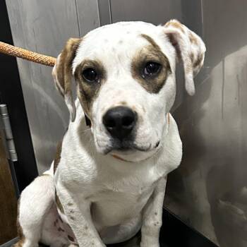 American Staffordshire Terrier Dogs Available for Adoption - Thayer | PetCurious