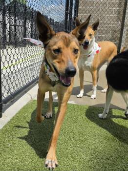 Eneo -  Italian Greyhound and Australian Kelpie Dog for Adoption in Dyer, Indiana - Eneo | PetCurious