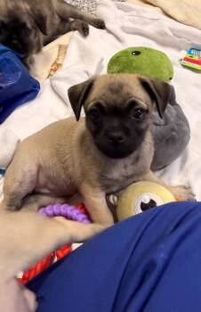 Lil -  Pug Dog for Adoption in Allegan, Michigan - Lil | PetCurious