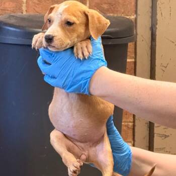 Rebecca -  Terrier Dog for Adoption in Birmingham, Alabama - Rebecca | PetCurious