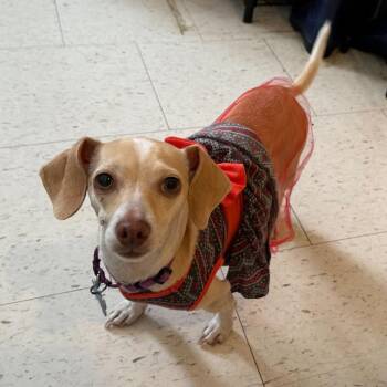 Chihuahua and Dachshund Dogs Available for Adoption in Carencro, Louisiana - Bertie | PetCurious