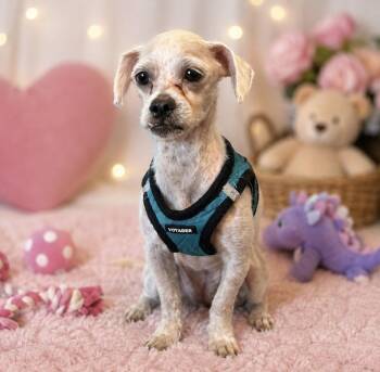 Popcorn -  Maltese Dog for Adoption in Cedartown, Georgia - Popcorn | PetCurious