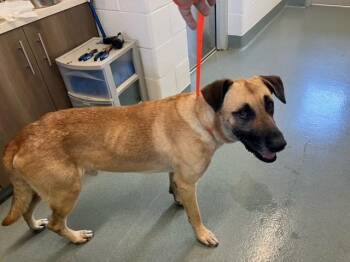 German Shepherd Dog and Black Mouth Cur Dogs Available for Adoption in Baytown, Texas - DION | PetCurious