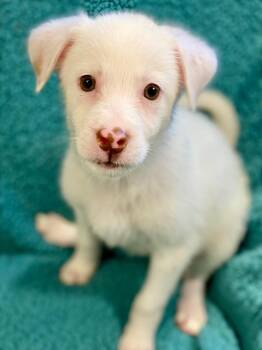 Madison -  Australian Shepherd and Mixed Breed Dog for Adoption in Urbandale, Iowa - Madison | PetCurious