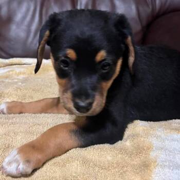 Lucy Van Pelt -  Beagle and Chihuahua Dog for Adoption in Fairfax Station, Virginia - Lucy Van Pelt | PetCurious