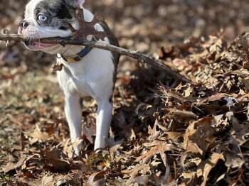 Boston Terrier Dogs Available for Adoption in Maryville, Tennessee - Titan Rockefeller KY4850 | PetCurious