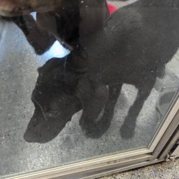 Amy -  Labrador Retriever and Mixed Breed Dog for Adoption in Charlottesville, Virginia - Amy | PetCurious