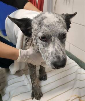 HEFNER -  Mixed Breed Dog for Adoption in Santa Fe, New Mexico - HEFNER | PetCurious