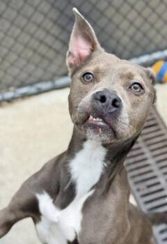 Buenos Aires -  Pit Bull Terrier Dog for Adoption in Chicago, Illinois - Buenos Aires | PetCurious