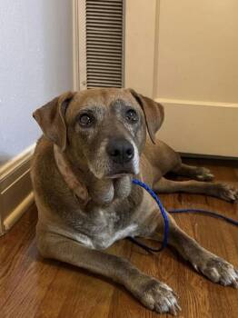 Rescue Chocolate Labrador Retriever Dogs for Adoption in Houston, Texas - Izzy | PetCurious