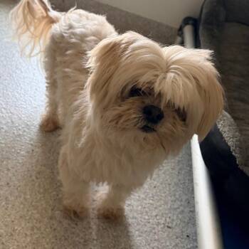 Lhasa Apso Dogs Available for Adoption - Diamond | PetCurious