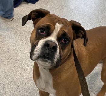 Boxer Dogs Available for Adoption - Stallone | PetCurious