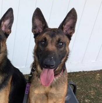 Rescue Belgian Shepherd Malinois Dogs for Adoption - Hootie | PetCurious