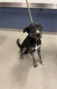 German Shepherd Dog and Mixed Breed Dogs Available for Adoption in Doral, Florida - DUKE | PetCurious