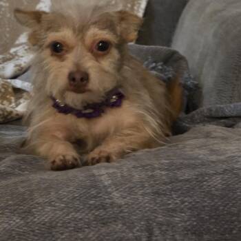 Rescue Terrier Dogs for Adoption in Magnolia, Texas - Minnie | PetCurious