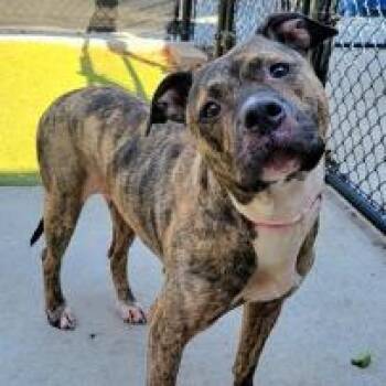 Princess D7850 -  Pit Bull Terrier Dog for Adoption - Princess D7850 | PetCurious