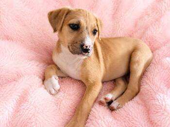 Labrador Retriever and Mixed Breed Dogs Available for Adoption in Houston, Texas - Dottie | PetCurious