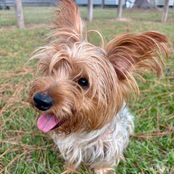 Rescue Yorkshire Terrier and Silky Terrier Dogs for Adoption in Houston, Texas - Nike | PetCurious