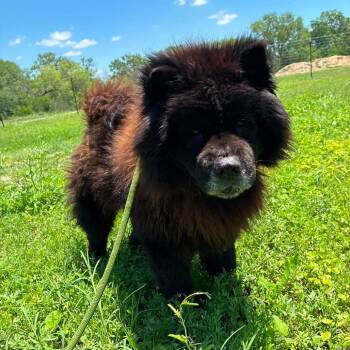 Midnight JuM -  Chow Chow Dog for Adoption in Austin, Texas - Midnight JuM | PetCurious