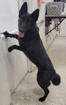 Mindy -  Shepherd and Mixed Breed Dog for Adoption in Kansas City, Missouri - Mindy | PetCurious