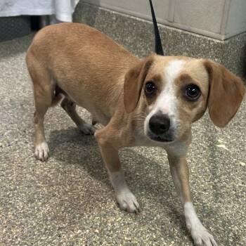Camila -  Dachshund Dog for Adoption in San Gabriel, California - Camila | PetCurious