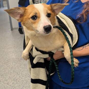 Fern -  Mixed Breed Dog for Adoption in Greenville, South Carolina - Fern | PetCurious