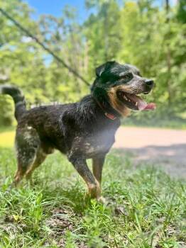 Australian Cattle Dog Blue Heeler Dogs Available for Adoption in Waverly, Tennessee - BANDIT | PetCurious