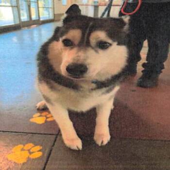 Rocky A2292191 -  Husky Dog for Adoption in Los Angeles, California - Rocky A2292191 | PetCurious